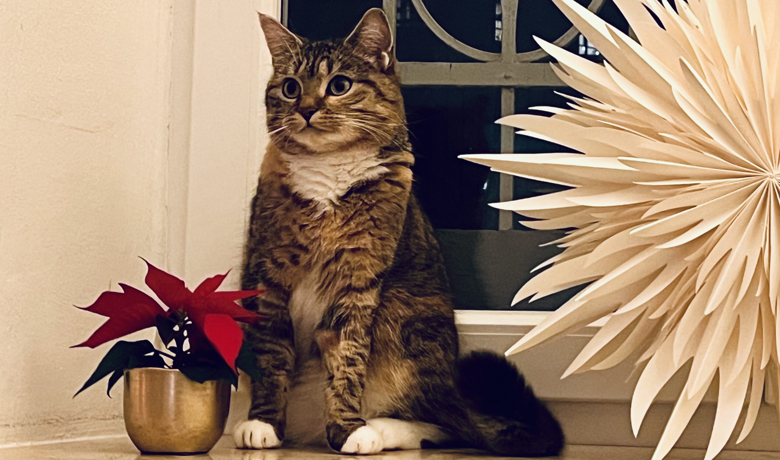 Du betrachtest gerade Katze Nö und das Urheberrecht